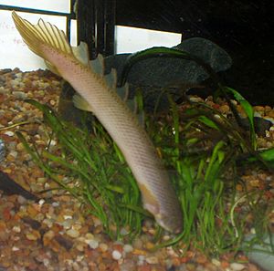 Archivo:Polypterus senegalus senegalus headstand