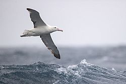 Royal Albatross - east of the Tasman Peninsula, Tasmania.jpg