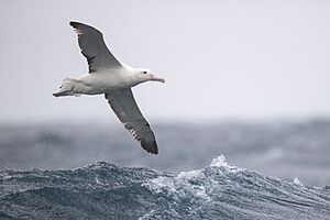 Archivo:Royal Albatross - east of the Tasman Peninsula, Tasmania