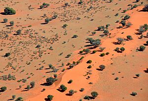 Archivo:Sand dune in the Kalahari Desert (Namibia)