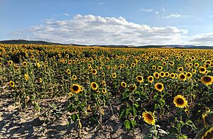 Archivo:Santaella, campos de girasoles. 2