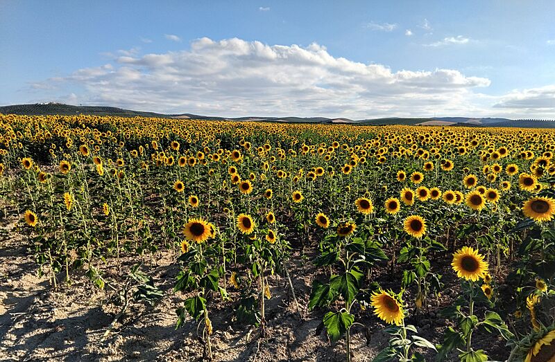 Santaella, campos de girasoles. 2