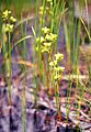 Scheuchzeria palustris 1