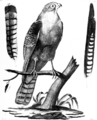 Scopoli Harrier 1786