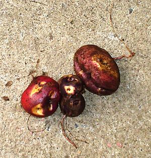 Archivo:Solanum tuberosum - cabrita