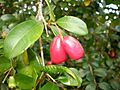 Syzygium australe fruit1
