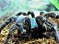 Tarántula azul de Paraguaná (Chromatopelma cyaneopubescens)