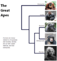 The-great-apes