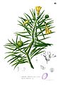 Thevetia peruviana Blanco1.45