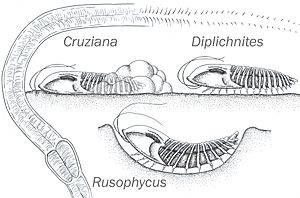 Archivo:Trilobite icnofosil ilustracion