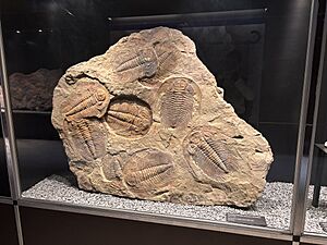 Archivo:Trilobites Fossils