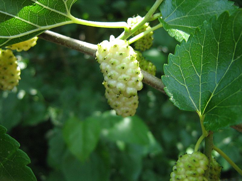 Unripe white mulberry