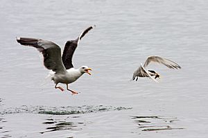Archivo:Western Gull chasing Elegant Tern
