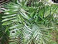 Zamia amblyphyllidia (sin. Zamia erosa), Puerto RIco