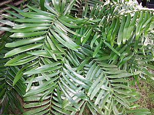 Archivo:Zamia amblyphyllidia (sin. Zamia erosa), Puerto RIco
