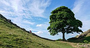 Archivo:2018-06-07 Sycamore Gap Tree (Acer pseudoplatanus), next to Hadrian’s Wall UK
