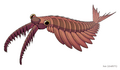 20191203 Anomalocaris canadensis