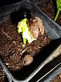 Adansonia Grandidieri Giant Baobab Madagascar Upside Down Tree Germinating Seed From Puerto Rico