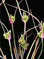 Allium nebrodense