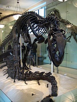 Archivo:Allosaurus skeleton 2