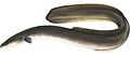 American Eel