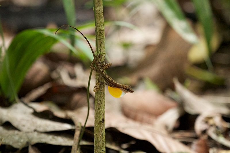 Anolis apletophallus