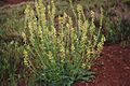 Astragalus ampullarioides