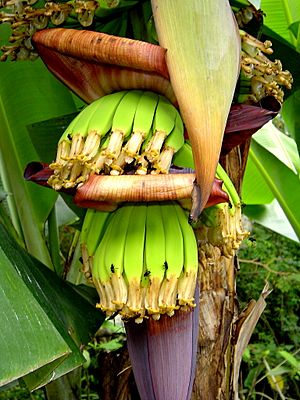 Archivo:Bananenblüte