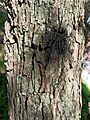 Bark of Prosopis laevigata (Fabaceae)