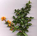 Berberis darwinii shoot