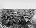 British casualties, Spionkop, 1900