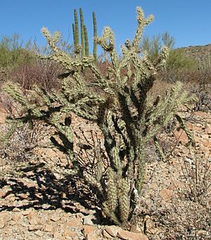 Archivo:Buckhorn Cholla