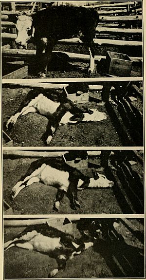 Archivo:Bulletin of the U.S. Department of Agriculture (1913-1923.) (19879813403)