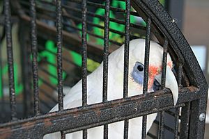 Archivo:Cacatua pastinator -beak -captive-8a