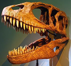 Archivo:Carcharodontosaurus