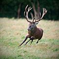 Cervus elaphus Luc Viatour 5