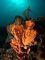 Clathria tuberosa (Sponge)