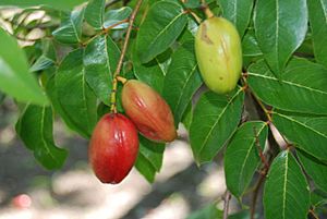 Archivo:Cobana negra fruits (5840512650)