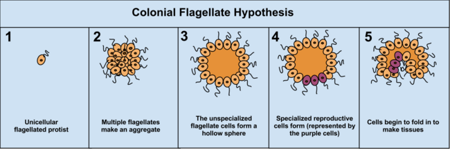 Archivo:ColonialFlagellateHypothesis