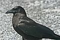 Corvus ossifragus Everglades