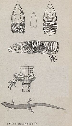Archivo:Cricosaura typica--Franz Wagner