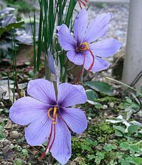 Archivo:Crocus sativus2