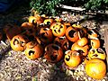 Cucurbita pepo Halloween pumpkin - Jack o' lantern graveyard