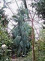 Cupressus cashmeriana in greenhouse