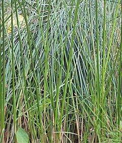 Cyperus articulatus.jpg