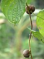Dioscorea bulbifera at Kadavoor