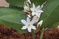 Doryphora sassafras flowers St Ives