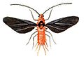 Drosicha Lefroy