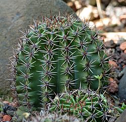 Echinopsis tubiflora - plant (aka).jpg