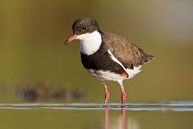 Erythrogonys cinctus - Chiltern.jpg